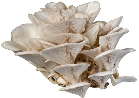 isolated oyster mushroom cutout on white background. 9974106 PNG