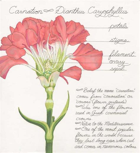 Most Popular Flowers Carnations Carnation Flower