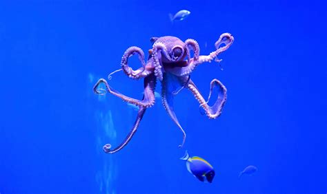 Viral Video Of Woman S Incredible Bond With Octopus Mom Leaves The Internet Stunned Newsweek