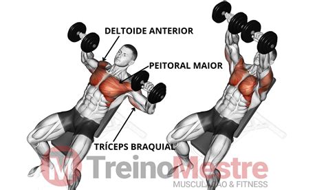 Supino Inclinado Com Halteres Como Fazer Músculos E Dicas