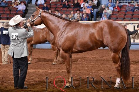 2 Year Old Geldings I Legacee And Ross Roark 2016 Aqha World Champion