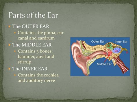 Ppt Hearing How We Hear Sound Powerpoint Presentation Free