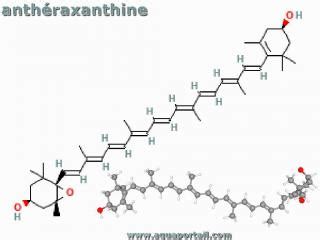 Xanthine définition et explications