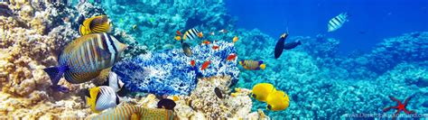 Underwater World Ocean Fish Coral Reef Wallpapers Desktop - Coral Reef ...