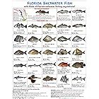 Amazon Fish Poster Warmwater Game Fish Identification Chart