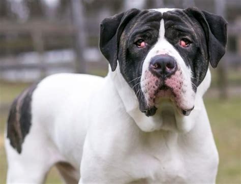 Olho de cereja em cachorro o que é quais os sintomas e como tratar