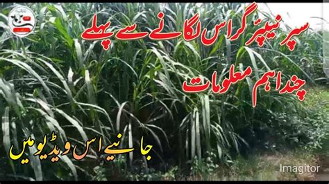 Super Napier Fodder Grass In Pakistan سپر نیپئر گراس Benefits Of Super Napier Grass C05