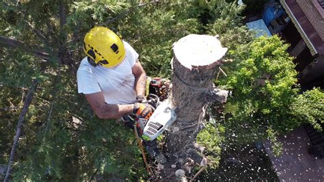 Formación ARBÓREA Poda en Altura ARBÓREA Poda en Altura