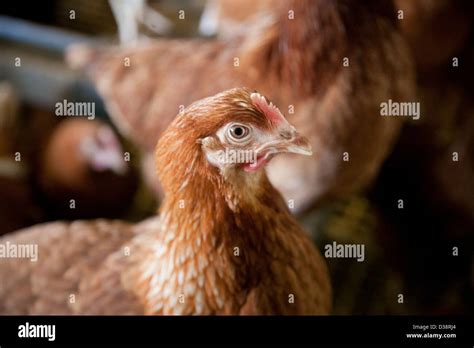 Matthew hennen Fotos und Bildmaterial in hoher Auflösung Alamy