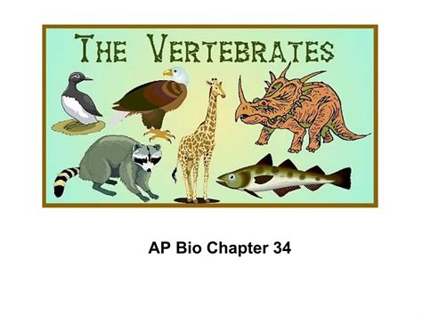 Ap Chap 34 The Vertebrates Ppt Free Download