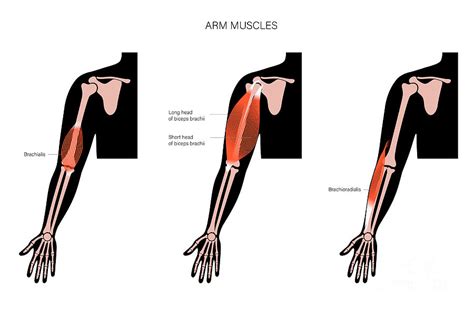 Arm Anatomy Photograph By Pikovit Science Photo Library Fine Art