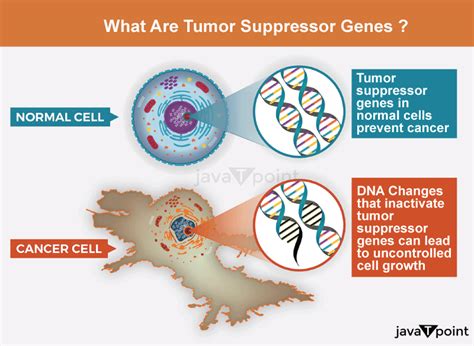 Tumor Suppressor Gene Javatpoint