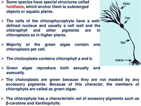 Classification of algae