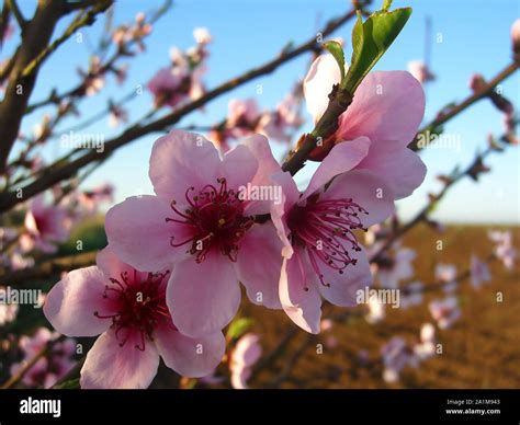 Almendro