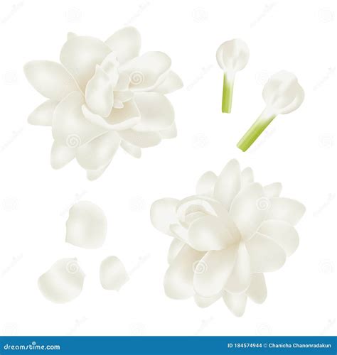 Art Jasmine Flower Drawing, Line Art Simple Jasmine Flower Drawing, Realistic Jasmine Flower ...