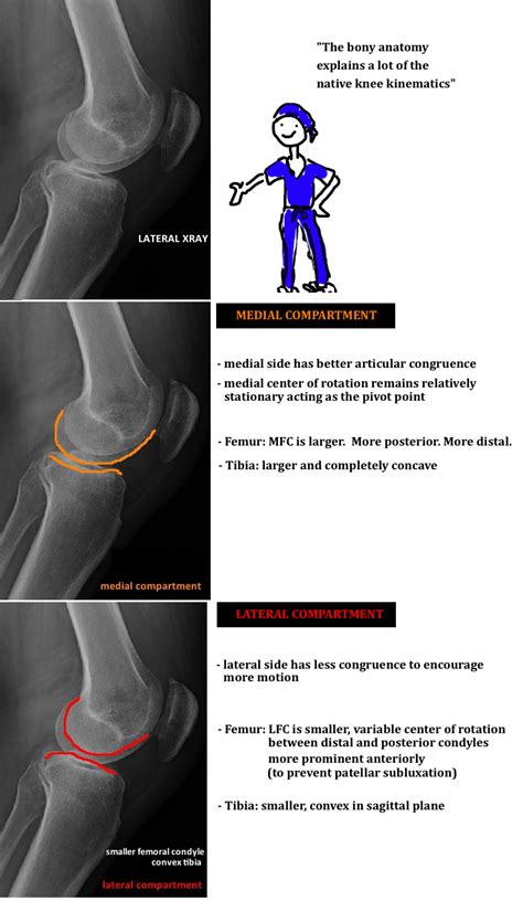 NATIVE KNEE KINEMATICS Hip Knee Book