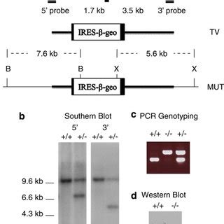 Targeted Disruption Of The Mouse Hausp Gene A Diagram Of The Hausp