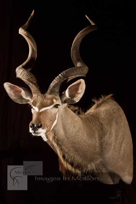 African Plains Game Shoulder Mounts And Pedestals Wild Images In Motion