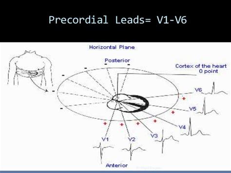 Ecg basics.ppts