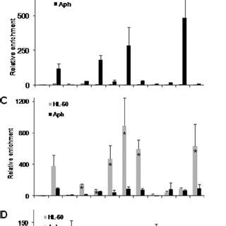 A Phagocytophilum Infection Results In AnkA Binding To The CYBB Locus