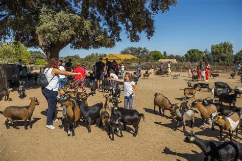 Safari Madrid Aldea Del Fresno Spain October 20 2019 Safari