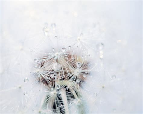 Makro Von Einer Pusteblume Mit Tau Tropfen Stockfoto