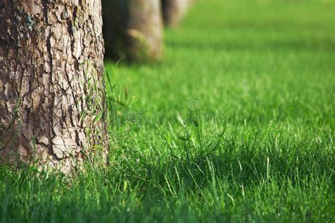 Prato Inglese Con Erba Verde Ed I Grandi Alberi Immagine Stock