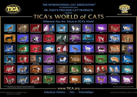 Visitors TICA Cat Shows