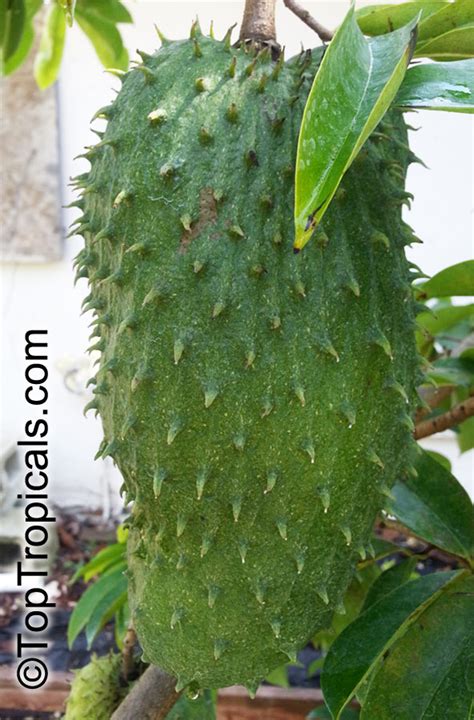 Soursop Fruit Tree