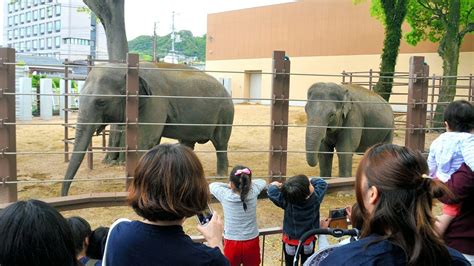 新ゾウ舎がオープンした徳山動物園 Youtube