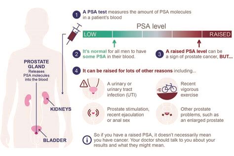 PSA Blood Test Understanding Prostate Cancer Screening The Pelvic