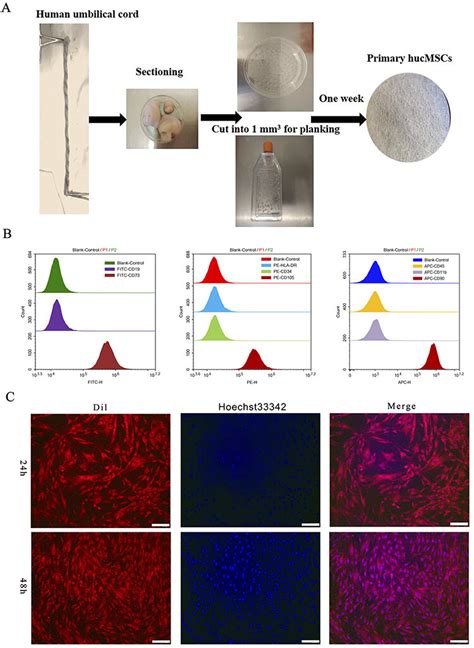 Isolation And Identification Of Hucmscs A Brief Procedure For