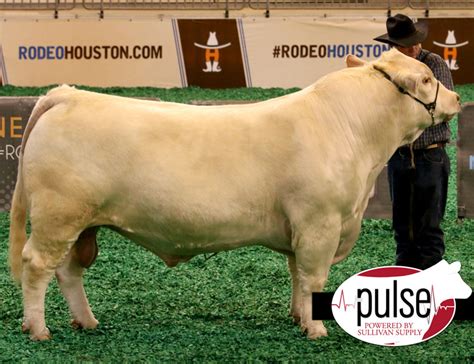 Houston Stock Show | Open Charolais Bull | The Pulse