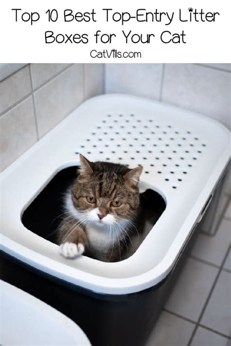 10 Best Top Entry Litter Boxes On The Market Litter Box Top Entry