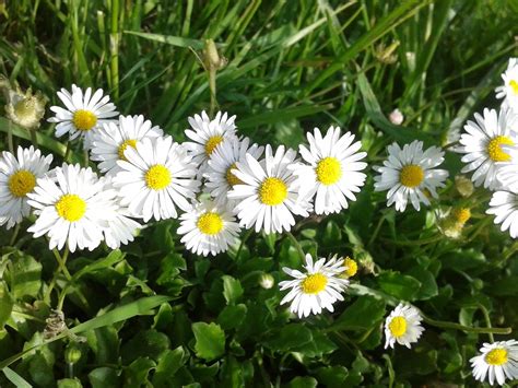 Fria Bild Daisy Dagsljus Solsken F Lt Flora Tr Dg Rd Natur Gr S