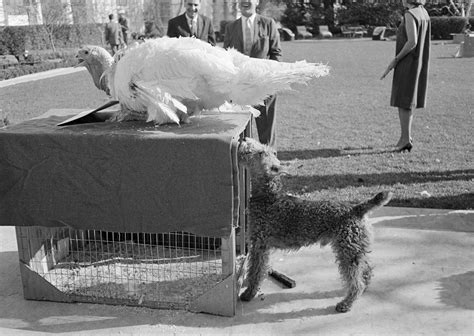 Thanksgiving Turkeys: See 7 Decades of Presidential Pardons | TIME