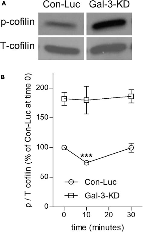 Frontiers Galectin Mac Controls Microglia Phenotype Whether