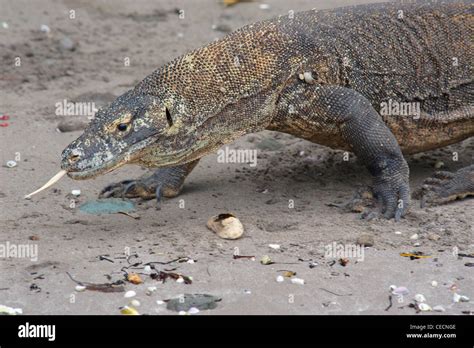 Komodo dragon venom High Resolution Stock Photography and Images - Alamy