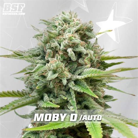 Bsf Seeds Moby Dick Auto Indras Planet