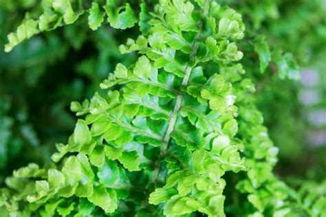 Feeding And Fertilizing Boston Ferns Essential Tips Petal Republic