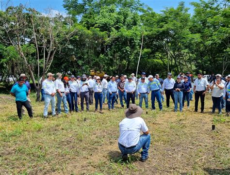 Inician Las Jornadas De Reforestación En La Costa Sur Icc