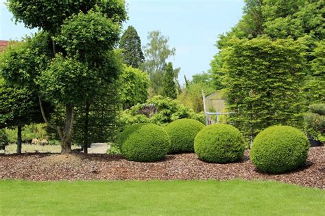 Pictures of Evergreen Shrubs