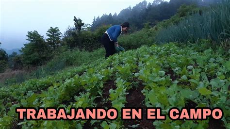 Fertilizaci N En Cultivo De Cilantro Youtube