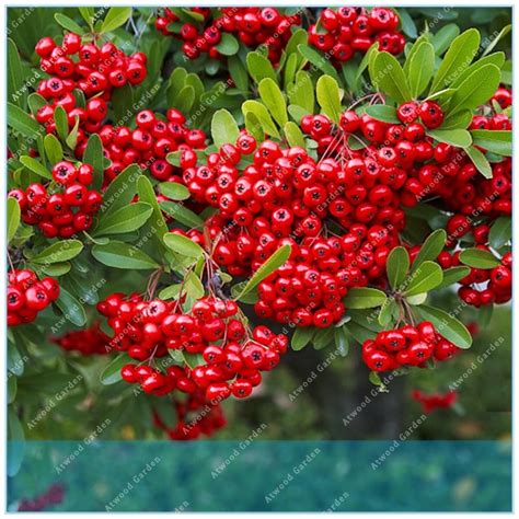 ZLKING 100PCS Pyracantha firethorn Pyracantha Plant Potted Organic ...