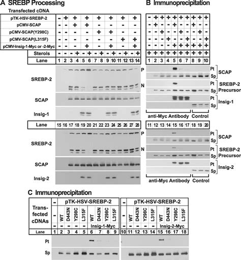 Three Mutations In Sterol Sensing Domain Of Scap Block Interaction With