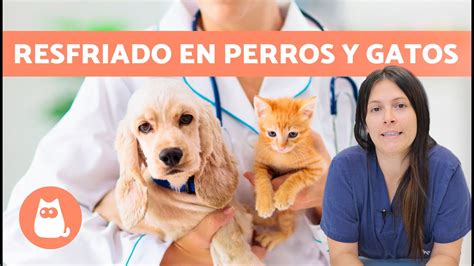 Resfriado En Perros Y Gatos Causas S Ntomas Y Tratamiento Youtube