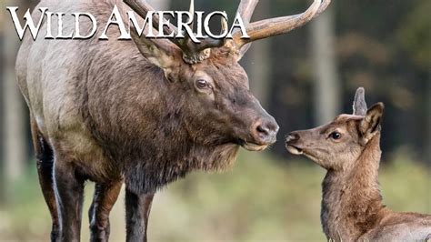 Wild America S E Valley Of The Elk Full Episode Hd Youtube