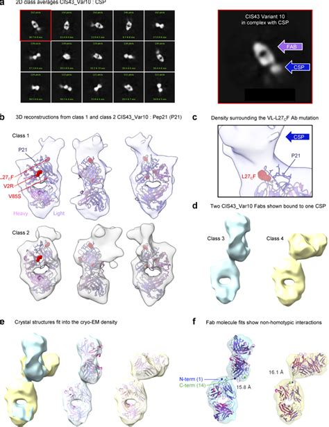 Cryo EM Structures Of CIS43 Var10 In Complex With CSP A 2D Class