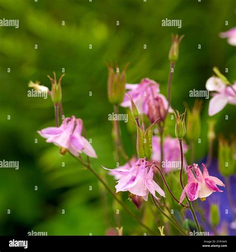 Aquilegia - beautiful garden flower Stock Photo - Alamy