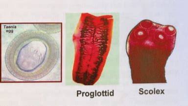 Taenia Pisiformis Adult